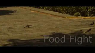 Food Fight
