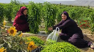 From Farm Work to a Mountain Home | Nomadic Family’s Hard Life