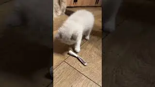 Катя Рэкдолл 