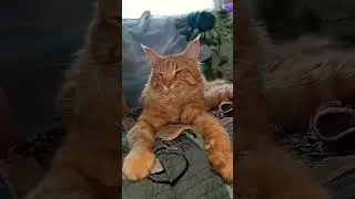Классный подарок #юмор #кот.