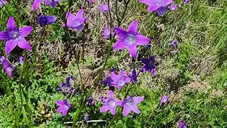 Happy Trinity, my dears!!!🌿🌿🌿