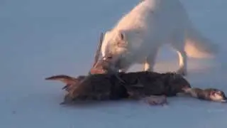 песец и журавль