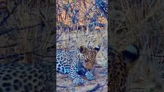RAUBKATZEN - den Hauskatzen so ähnlich🐆