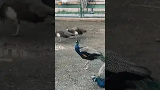 Peacock Bird Sounds 🦚