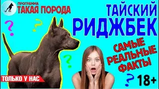 Такая порода. Тайский риджбек