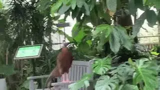 Really loud bird