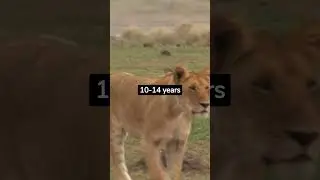 Lion facts you didn't know #lion #lions #animals #animalfacts