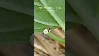 😮 Вредные и полезные насекомые #дача #рассада #грядка