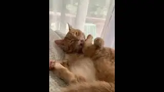 It's Weird, but why do cats do this? LOL