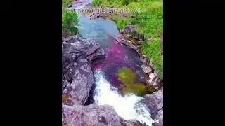 Cano Cristales: The River of Five Colors Unveiled