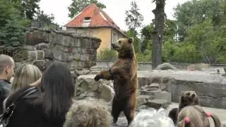 Отпуск в Калининграде wma