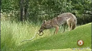 RAW: Coyote versus snake
