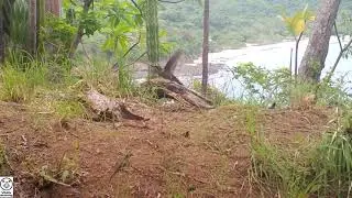 Five-keeled Spiny-tailed Iguana - Tico Times