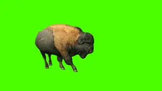 Buffalo || Buffalo run jump ||green screen buffalo run jump || run jump Buffalo ||