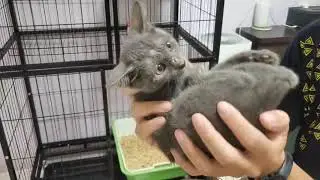 牆壁裡的灰貓開放認養