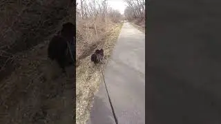 skateboarding with dogs #dog #husky #belgiansheepdog #belgianshepherd #bikejoring