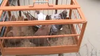 Ярмарка голубей г.Славянск-на-Кубани 18.02.2024г. 4часть