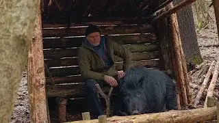 Заброшенный недостроенный лесной приют |  дружба с диким кабанов.