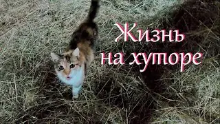 Болтаю о делах насущных. Хватит ли сена?