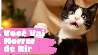 Gatinhos engraçados para rir muito