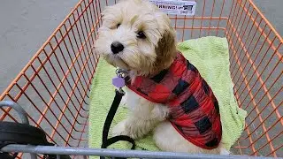 puppy's first home depot visit: socialization failure