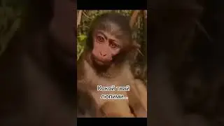 Завтра видива #бибизян #фнаф #рофл #мем #брадки #прикол