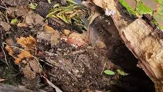 Downed tree limb with bees getting rescued