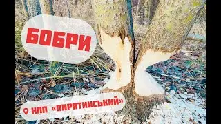 Лавромандри та Озеро Супій. Облік бобрів в НПП "Пирятинський".