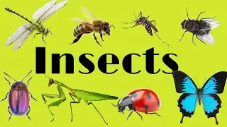 Insects for kidsin English. Насекомыe на английском языке детям 
