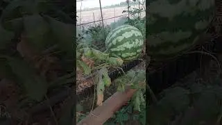 Арбуз