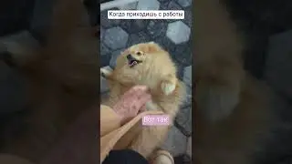 Так Лили меня встречает. Главное, чтобы почесала, остальное все потом 