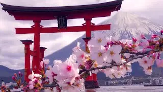 Still and Slow Motion Cinematic Japan 🇯🇵 瞬間 Tranquil Ambient Shots with Sakura 🌸 Hanami 2024