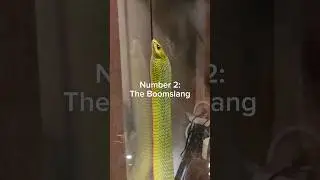 My pets want to kill me in my sleep. 