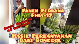 Inilah Salah Satu Keunggulan Pisang Fhia-17