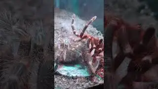 Tarantula selesai molting #shorts #vidioshort