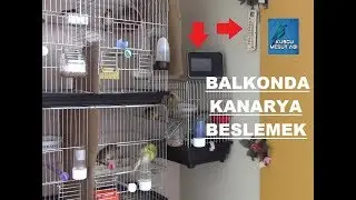 Yaz-Kış BALKONDA KANARYA BESLENEBİLİR Mİ ?