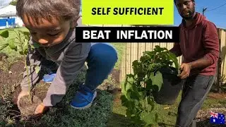 Building My Self Sufficient Garden, Beat Inflation In Australia 🇦🇺