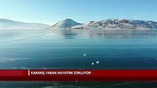 Karakış yaban hayatını zorluyor