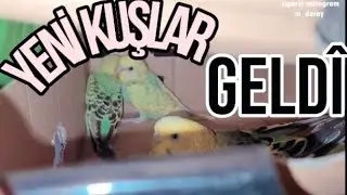 MUHABBET KUŞLARIM GELDİ