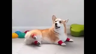 Bu köpek spor yapıyor