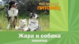 Что нельзя делать в жару? Краткая памятка