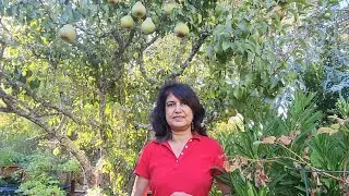 Sow your fall seeds now