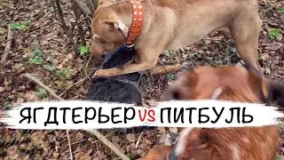 Питбуль Жёстко Наказал Ягдтерьера. ЗАМЕС СОБАК