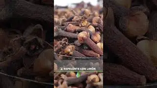 Ahuyenta a las MOSCAS con estos 7 REPELENTES NATURALES 🧄✅  #moscas #remediosnaturales