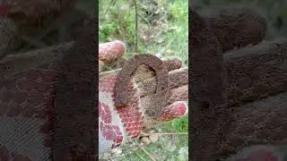 #копатели