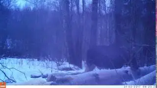 Лось. Фотоловушка #2