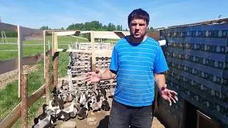 Growing ducks Blue favorite. Growing Bashkir duck. From A to Z. From 1-30 day