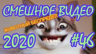 #СМЕШНОЕВИДЕО2020 #46 #лучшиеприколы2020 #подборкаприколов2020 #coub #киноприколы #любительскоевидео