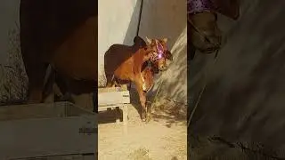 #shorts | #shortsfeed | #shortvideo | Qurbani Kay Janwar | Beautiful Qurbani Janwar