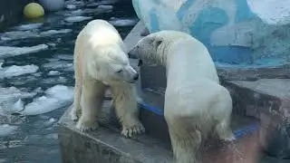 GERDA / April 2021 / Novosibirsk Zoo